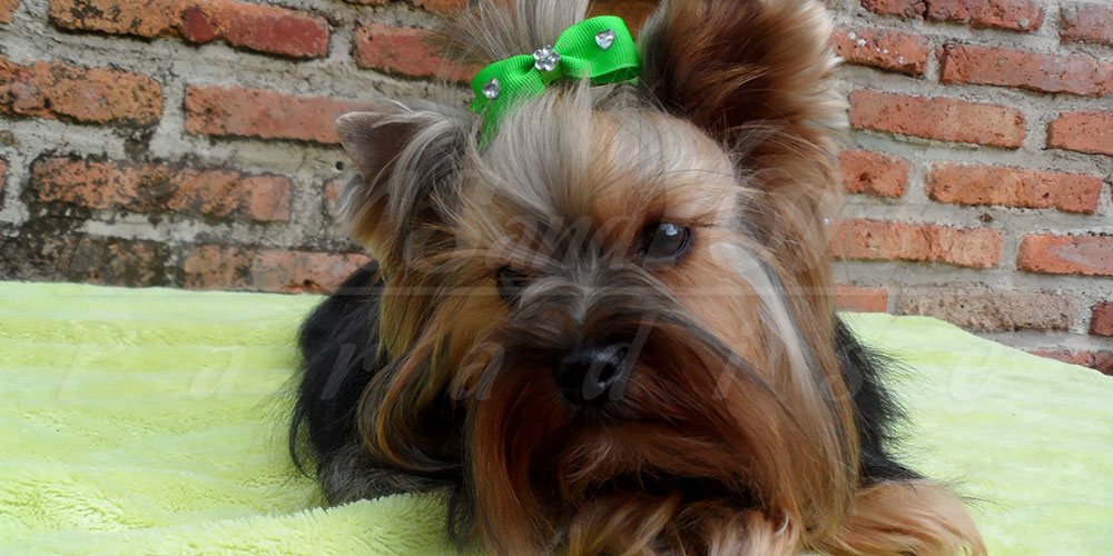 biewer vs yorkie biewer yorkie vs yorkie breeds picture biewer vs yorkie biewer yorkie vs yorkie breeds picture