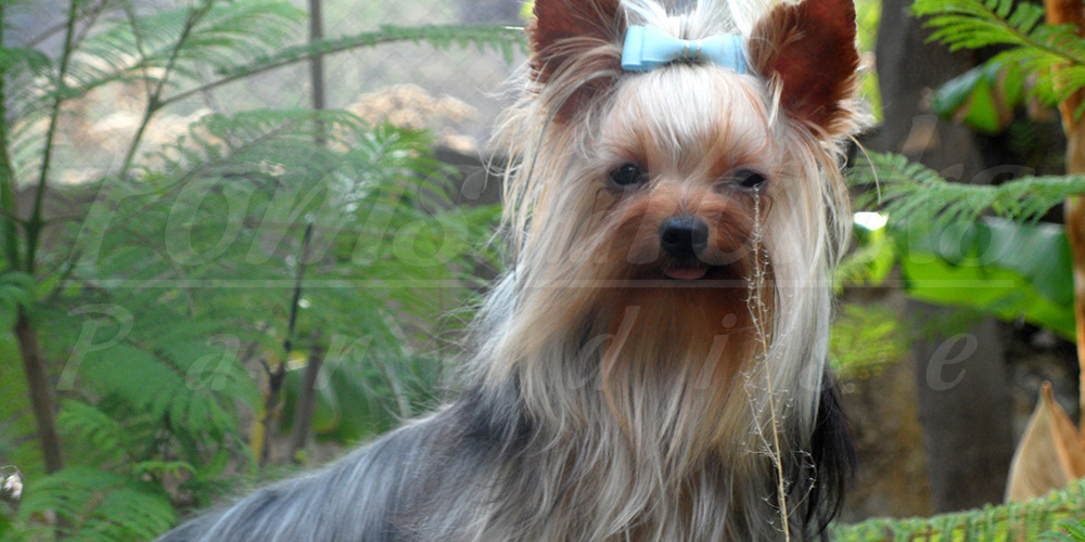 biewer yorkie for sale california biewer terrier yorkie for sale in california 707 720 breeds picture biewer yorkie for sale california biewer terrier yorkie for sale in california 707 720 breeds picture