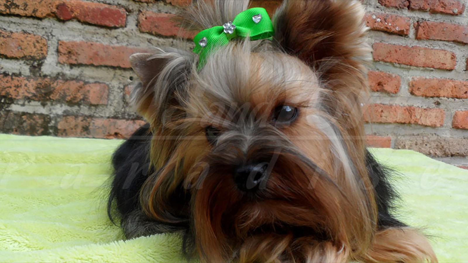 Yorkshire Terrier Mexico Guadalajara