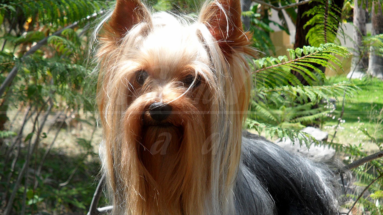 yorkshire-terrier-02