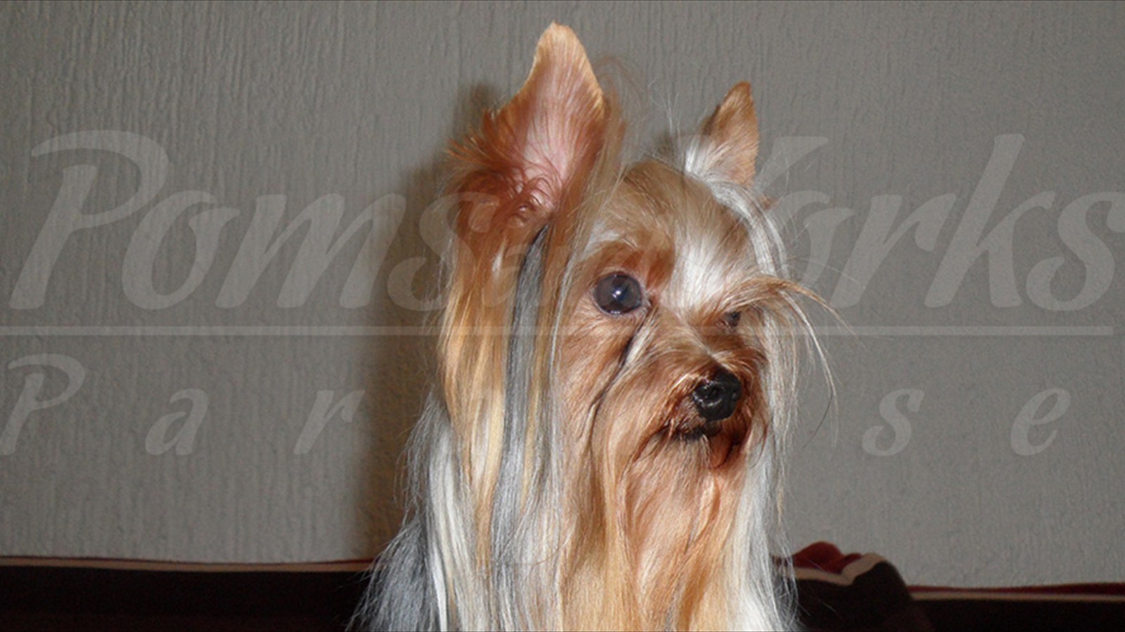 Criadero de Yorkshire Terrier