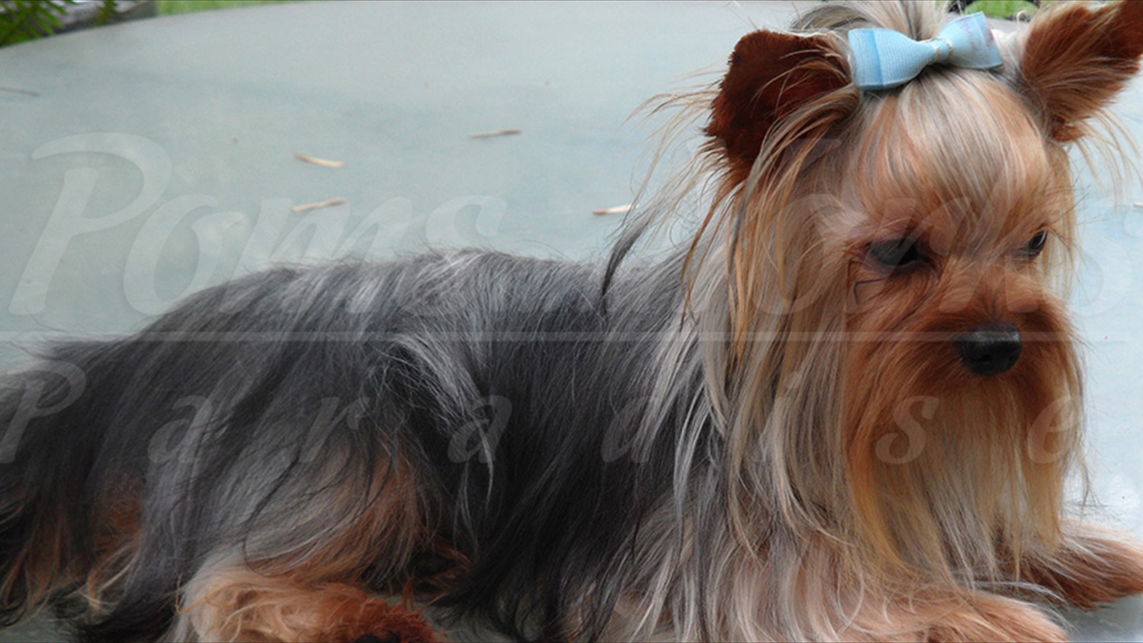 yorkshire-terrier-06