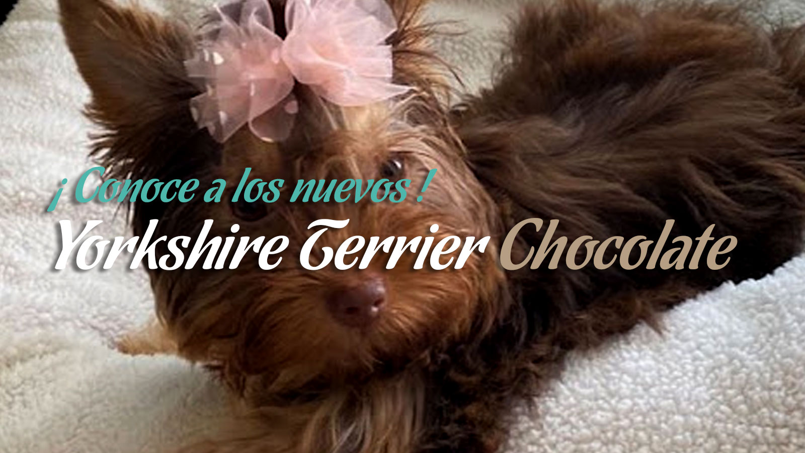 Yorkshire Terrier Chocolate Mexico Guadalajara