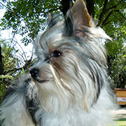 Criadero de Yorkshire Biewer Terrier