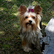 Cachorros Yorkshire Biewer