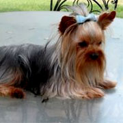 Criadero de Yorkshire Terrier