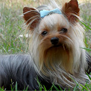 Perros Yorkshire Terrier