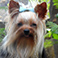 Criadero de Yorkshire Terrier en Guadalajara