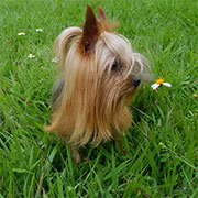 Cachorros Yorky Guadalajara