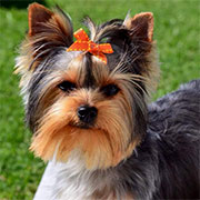 Perritos Yorkshire Terrier